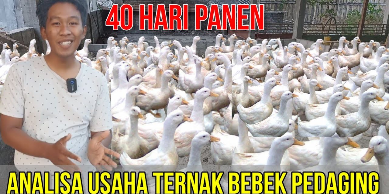 Bisnis Ternak Bebek Bisa Dipanen Lebih Kurang Selama 40 Hari