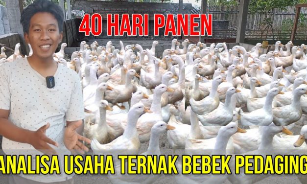 Bisnis Ternak Bebek Bisa Dipanen Lebih Kurang Selama 40 Hari