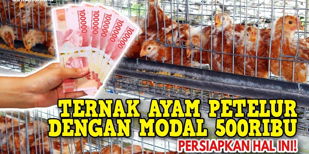 Usaha Ayam Petelur Bisa Untung Banyak Dalam Waktu Singkat