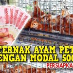 Usaha Ayam Petelur Bisa Untung Banyak Dalam Waktu Singkat