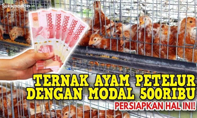 Usaha Ayam Petelur Bisa Untung Banyak Dalam Waktu Singkat