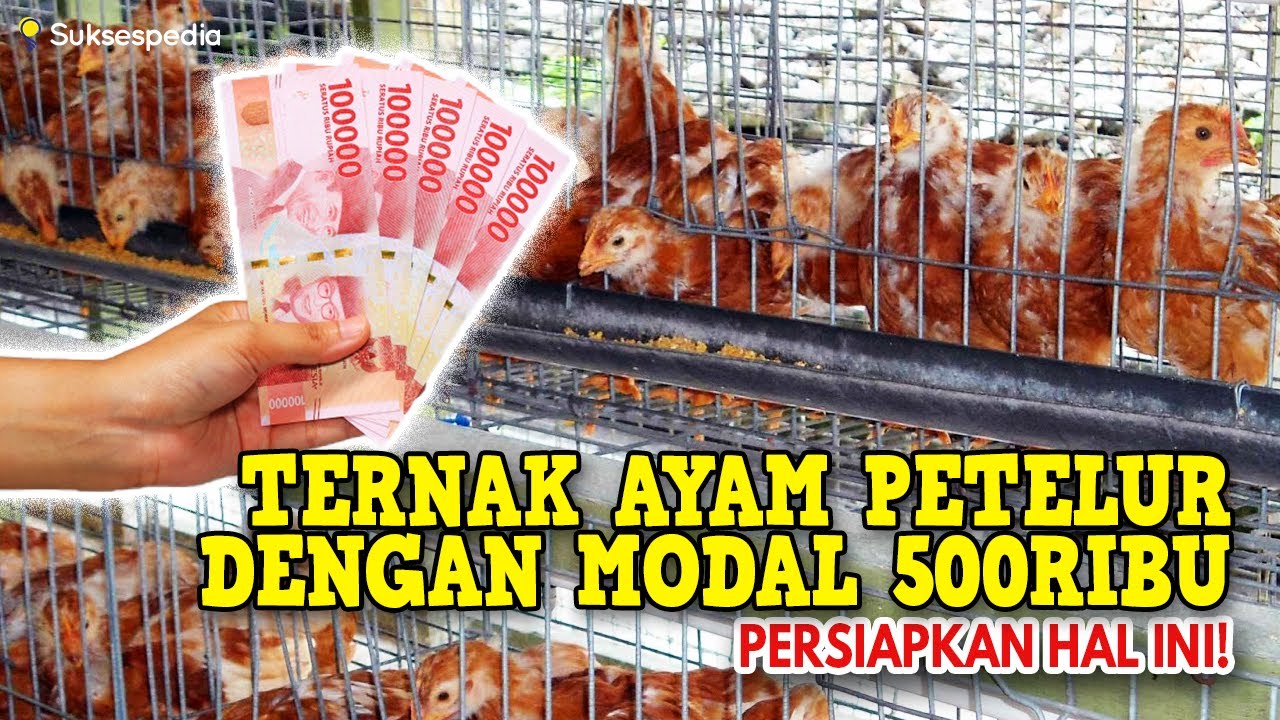 Usaha Ayam