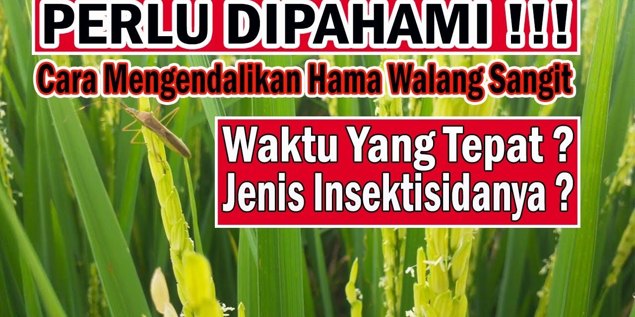 Tips Ampuh Mendeteksi Serangan Hama Padi Sejak Awal