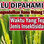 Tips Ampuh Mendeteksi Serangan Hama Padi Sejak Awal