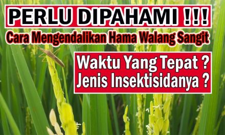 Tips Ampuh Mendeteksi Serangan Hama Padi Sejak Awal