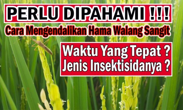 Tips Ampuh Mendeteksi Serangan Hama Padi Sejak Awal