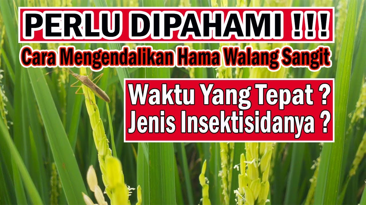 Tips Ampuh Mendeteksi