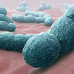 Streptococcus, Bakteri Pemakan Daging Yang Menyebar Di Jepang