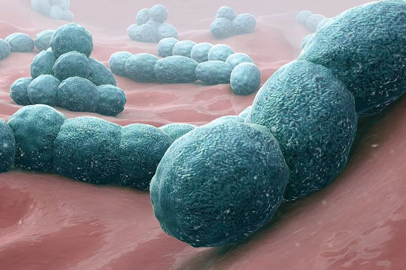 Streptococcus, Bakteri Pemakan Daging Yang Menyebar Di Jepang