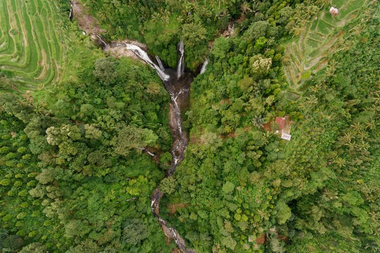 TreeStructor: Teknologi AI Baru Yang Bisa ‘Melihat’ Isi Hutan